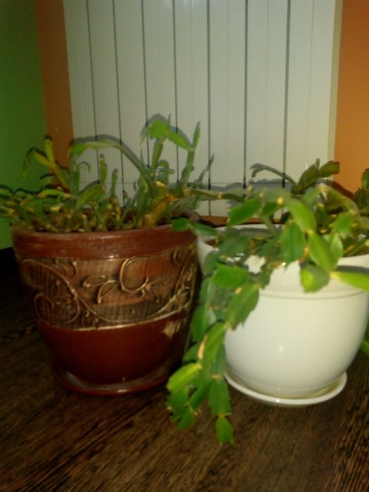 Сансевиера,коледниче,исусов венец,кротон,бамбук,дървовидно алое,красул