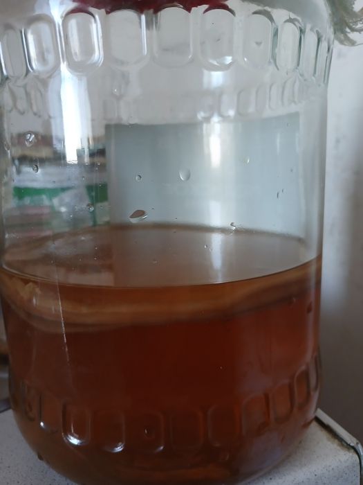 Kombucha (SCOBY / Чайный гриб / choy qo'ziqorini)