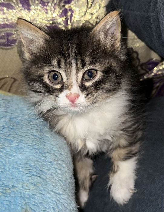 Котятя бесплатно