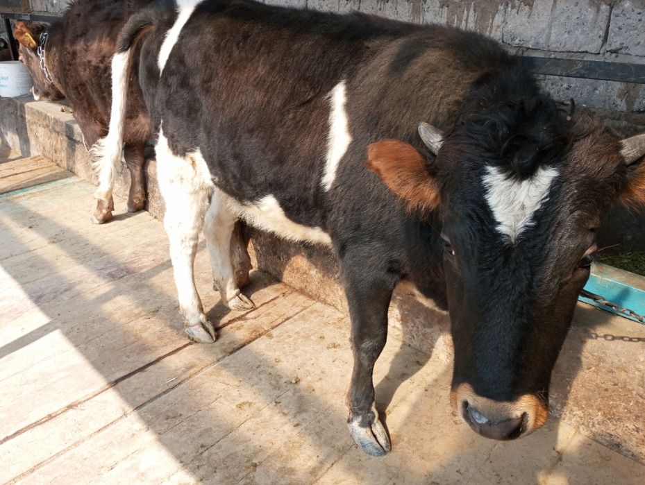 Продам жирную телку