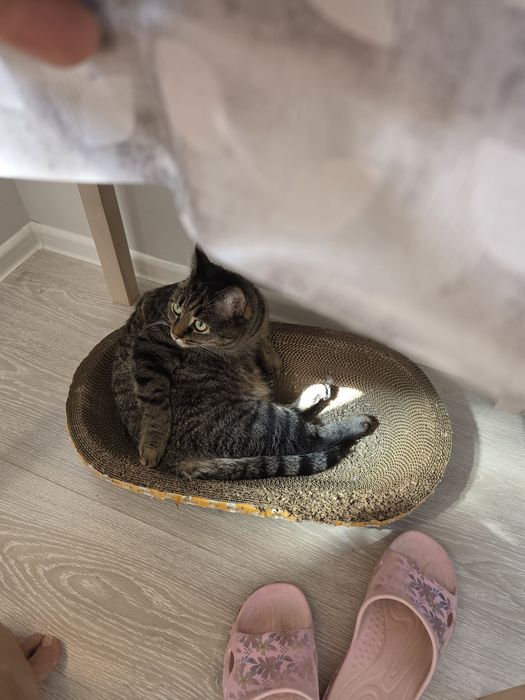 Кот привытый и кастрированный
