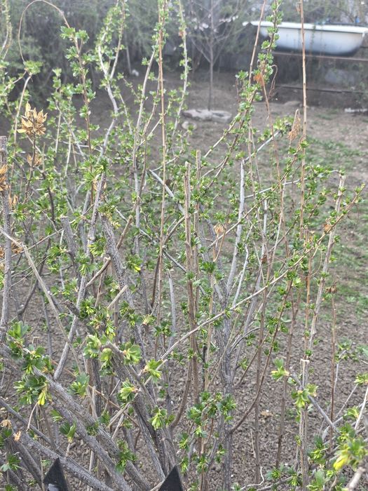 Чёрная смородина