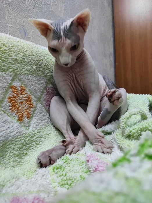Отдам в добрые руки кошечку Сфинкс