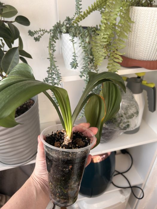 Фикус, эухарис, колеус