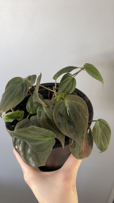 Филодендрон миканс