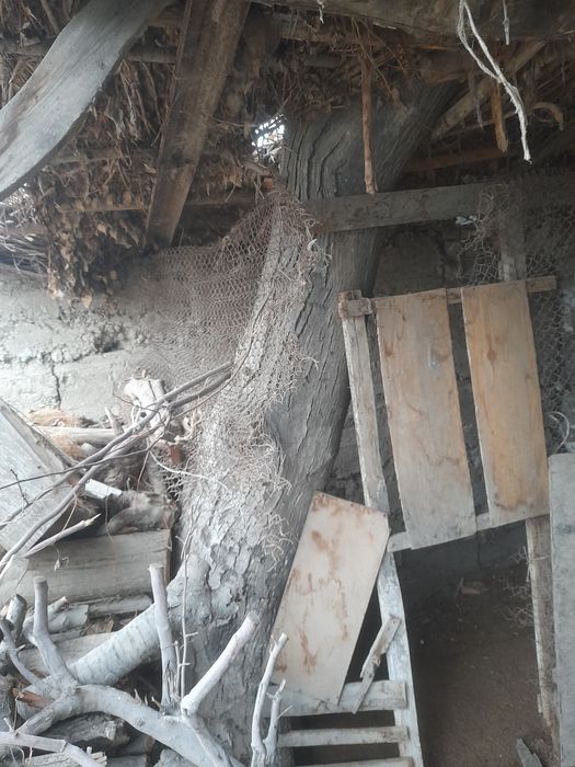 Yongo‘q darxti sotiladi 3 tub razmeri