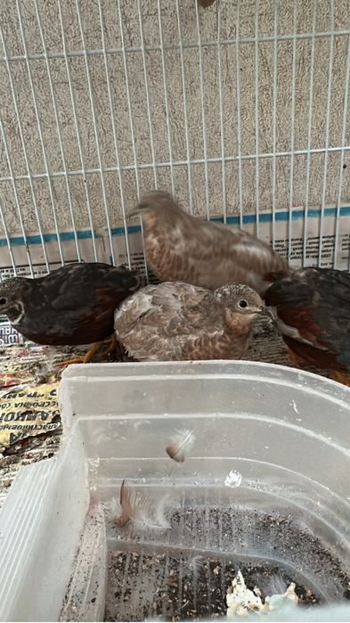 Китайские перепелки