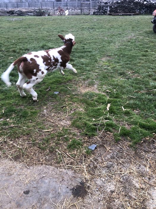 Vitea baltata romaneasca