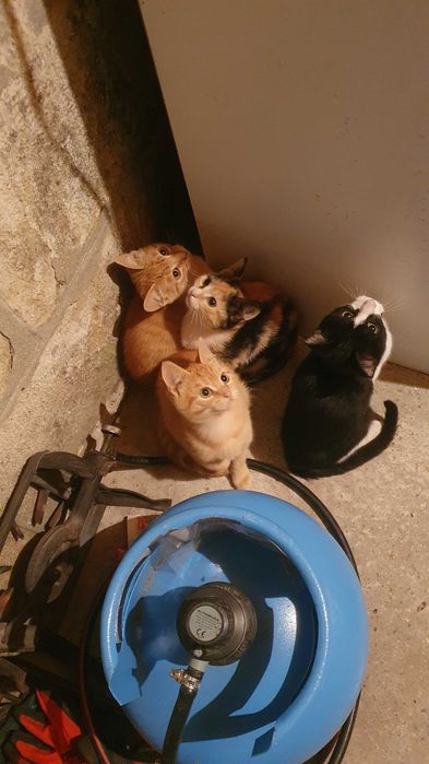 Малки котета – различни шарки