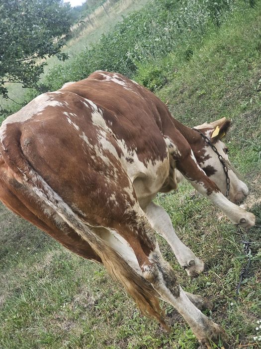 Vand o jurinca de 1 ani 5 luni baltata romanesca calitate