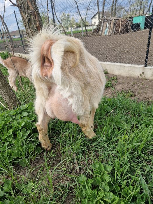 Capră tânără(prima fătare)+2 ieduti