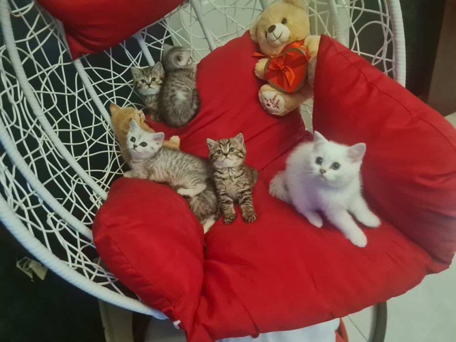 Късокосмести британчета