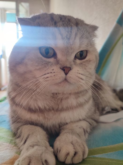Шотландский вислоухий кот. Вязка