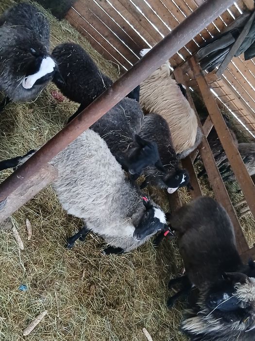 De vanzare mielute Romanov