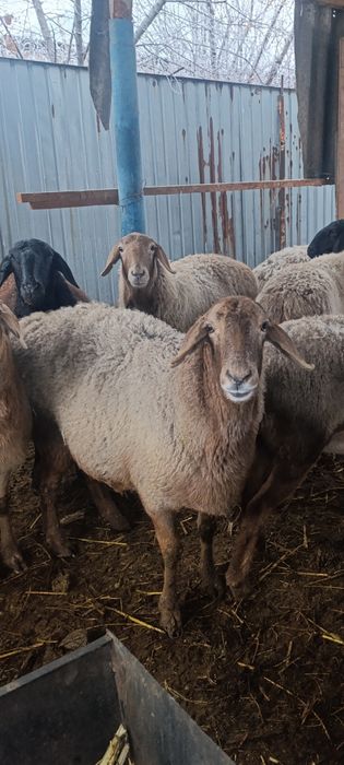 Арашан котные матки