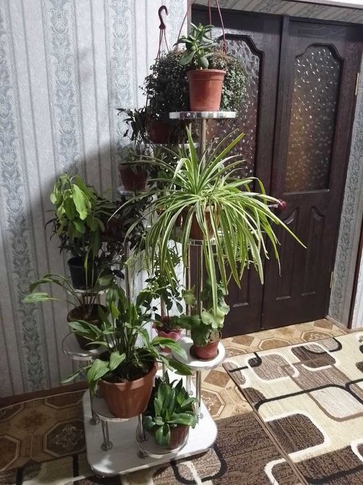 Xona gullari uchun podstavka