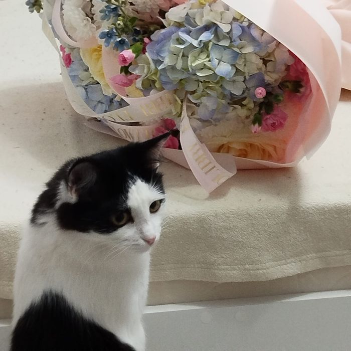 Котенок Мирра годик