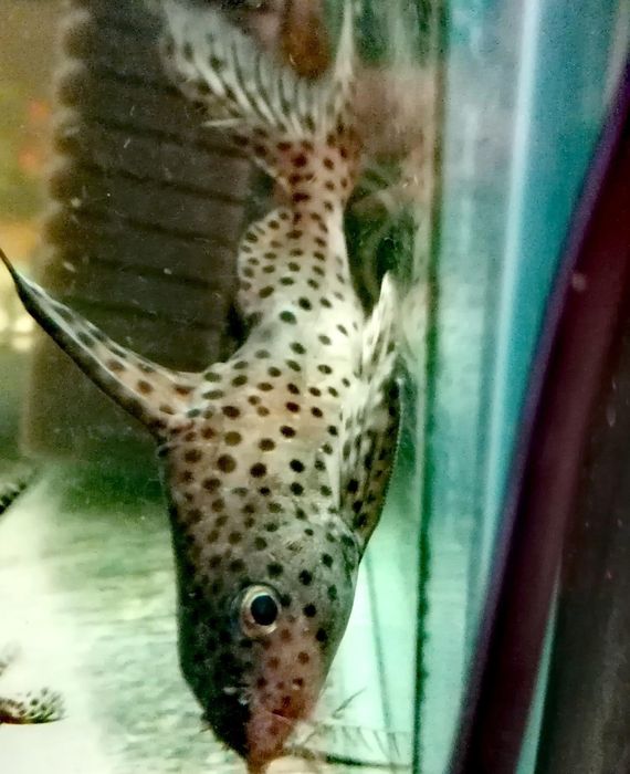 Продавам два  голями  сома  Платидоруси, Синудонтуси