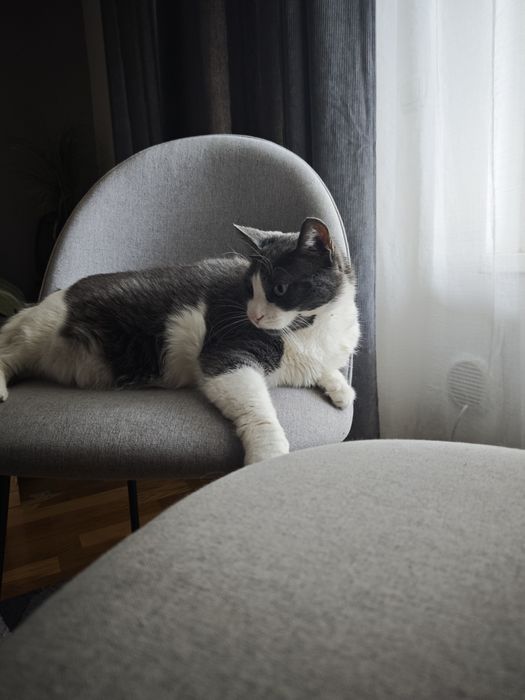 Set 2 scaune DINING - Stil scandinav