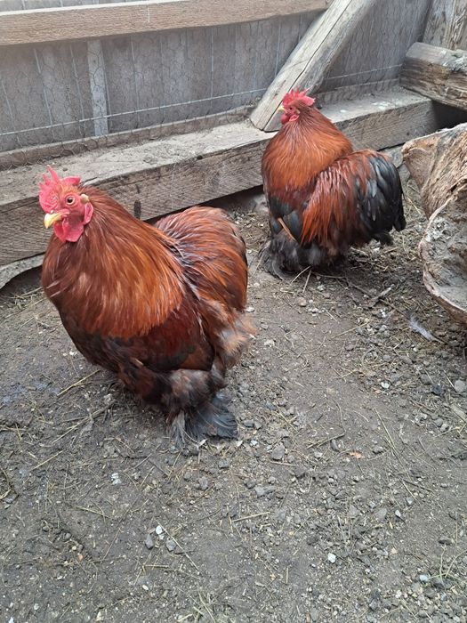 Cocoși cochinchina pitic