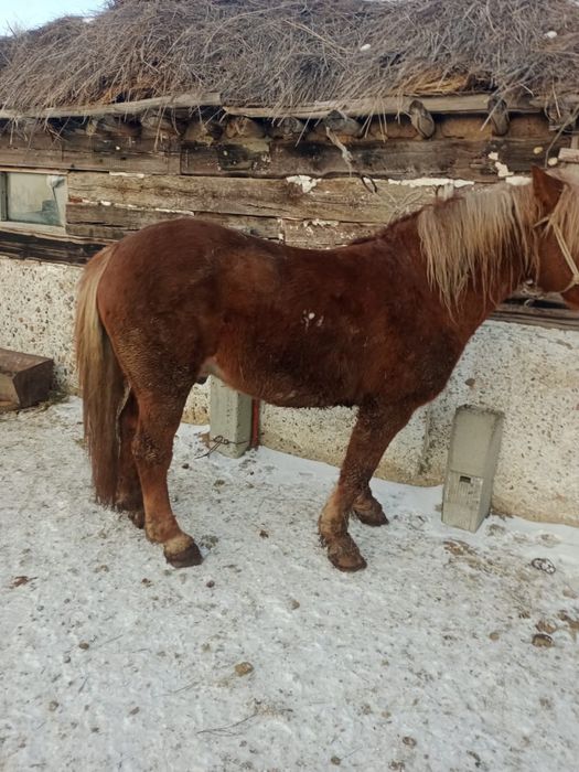 Лошадь (Жеребец)