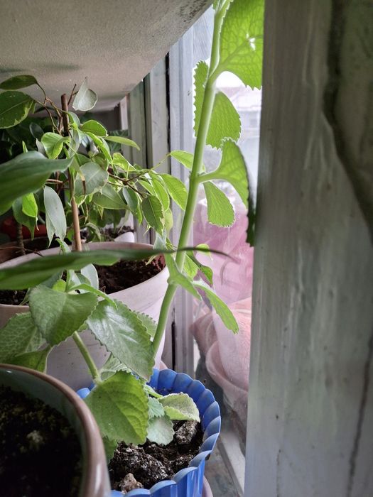 Комнатные цветы распродажа!