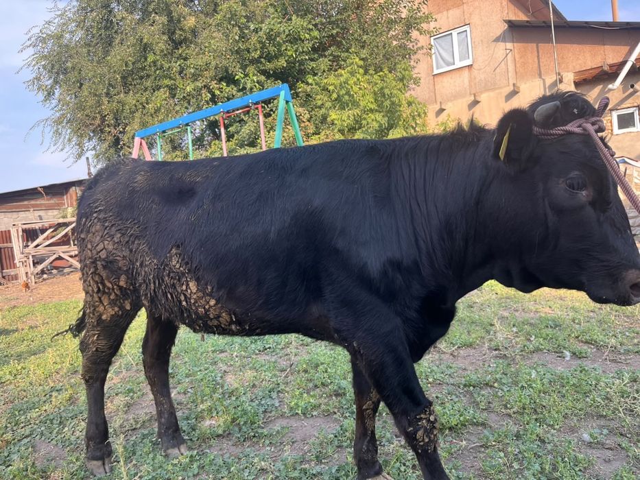 Продам телоку 1.5 года