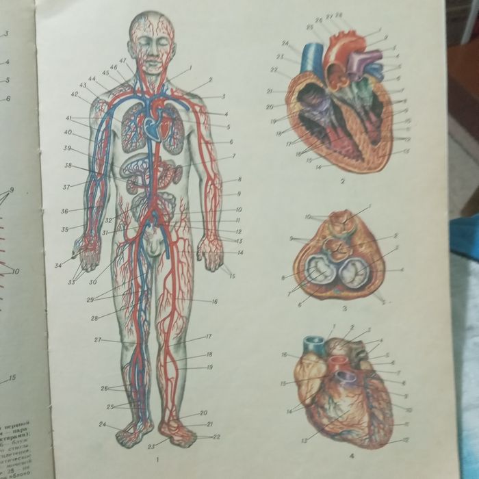 Мед. Инциклопедия