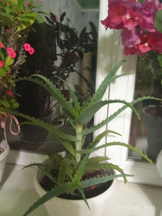 Домашний цветы, маленки