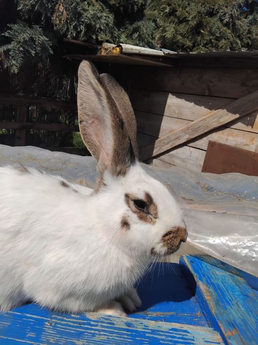 Vand fluture german si i femela cu pui