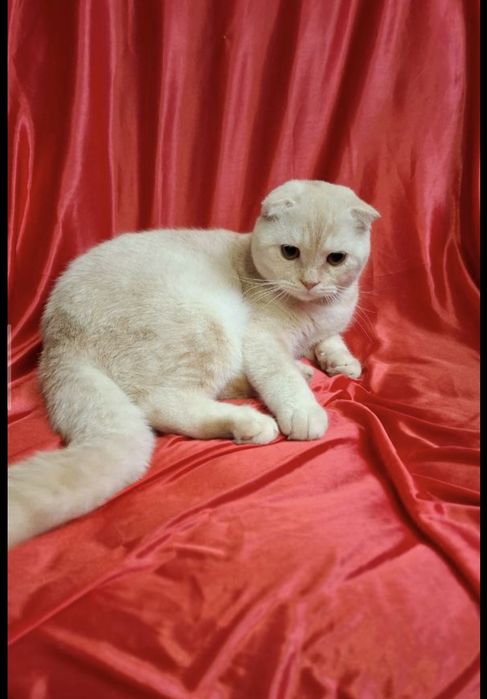 Срочно! Шотландский скоттиш фолд