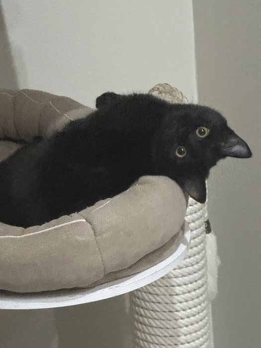 Кошечка ищет любящую семью