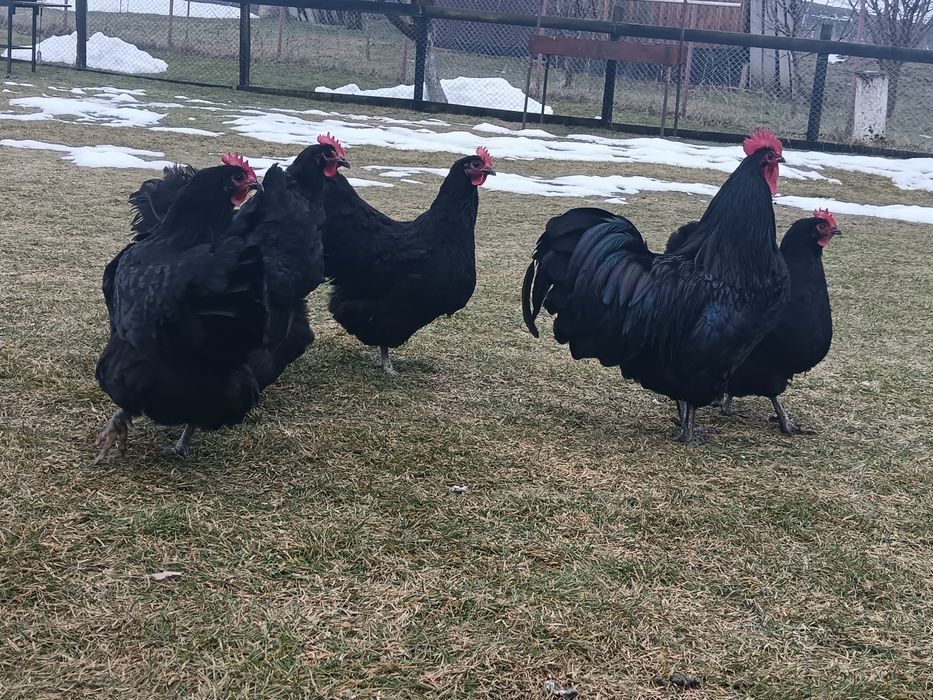 Oua găini australorp