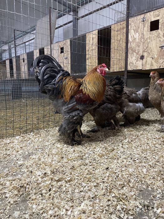 Pui de o zi oua de incubat gaini de rasa Brahma Australorp La Bresse