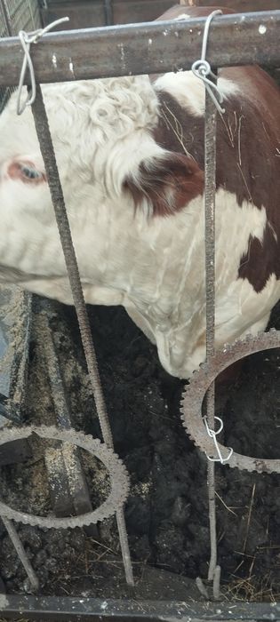Продам быка 1,5 года