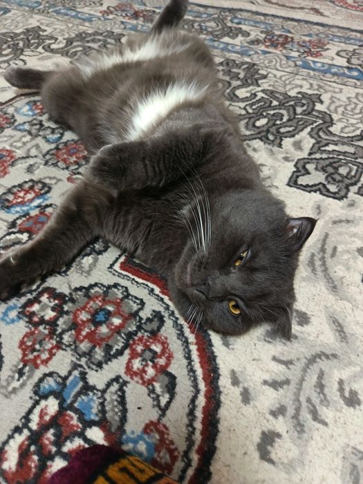 Отдам кота скоттшфолд в хорошие руки бесплатно