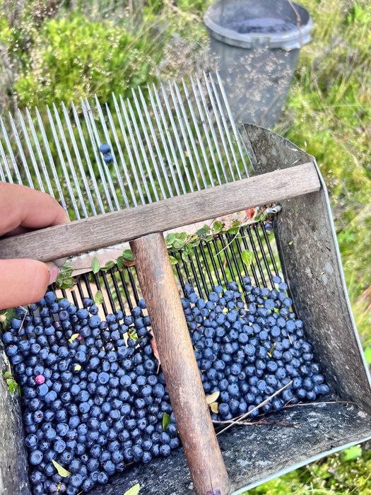 Vand Afine de Pădure