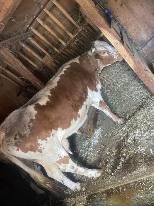 Vand vaca cu al şaptelea  vitel ,