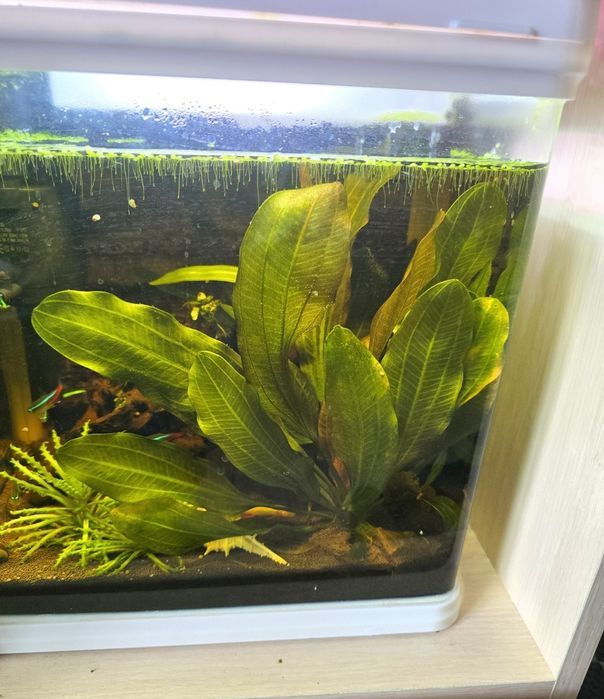 Эхинодорус аквариумное растение