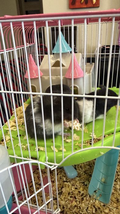 Продам ручных сирийских хомячков.