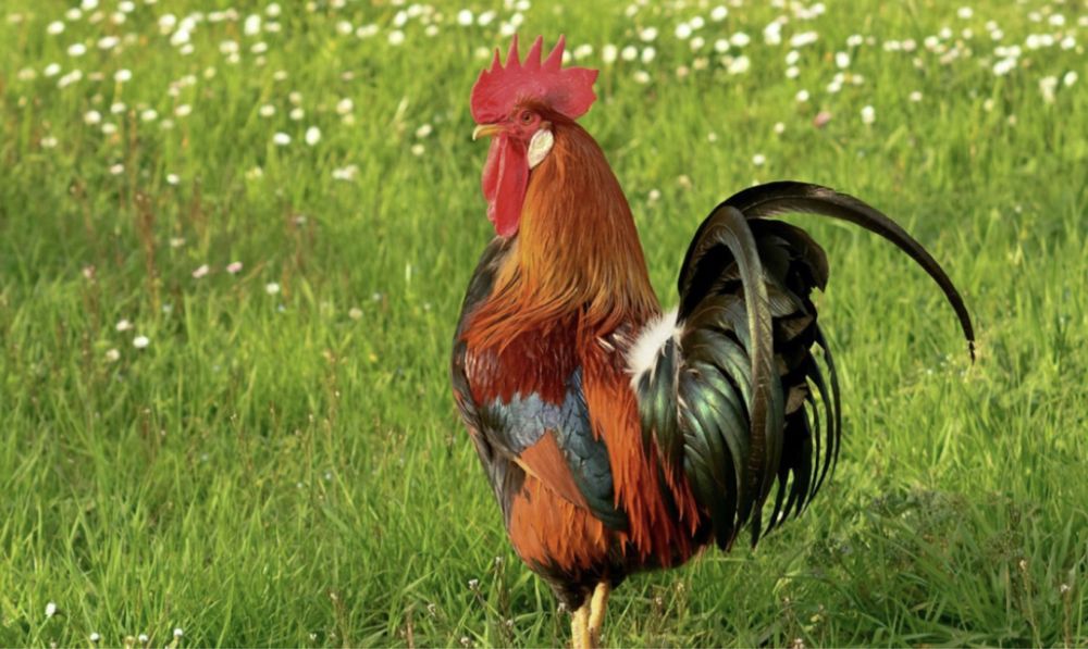 Тауық қораз сатылады