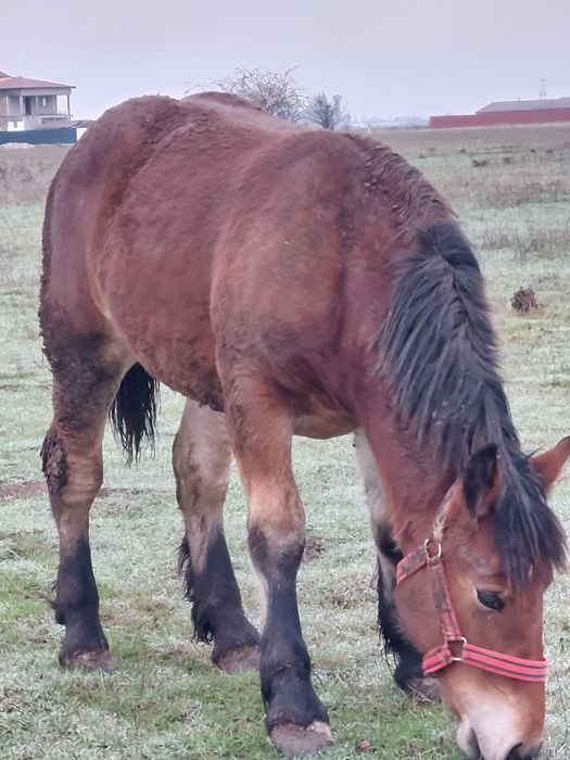 Vand manza de un an!