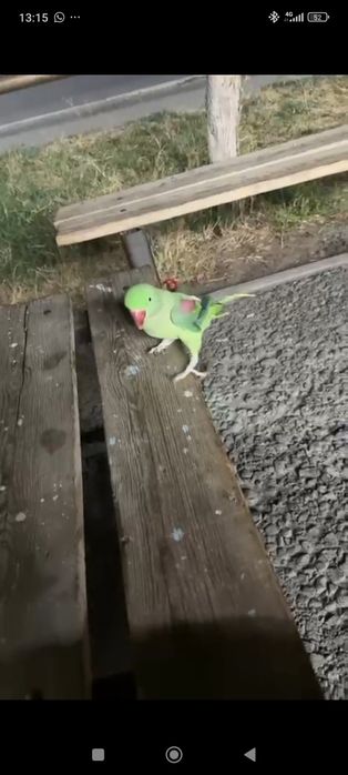 Александрийский попугай ручной
