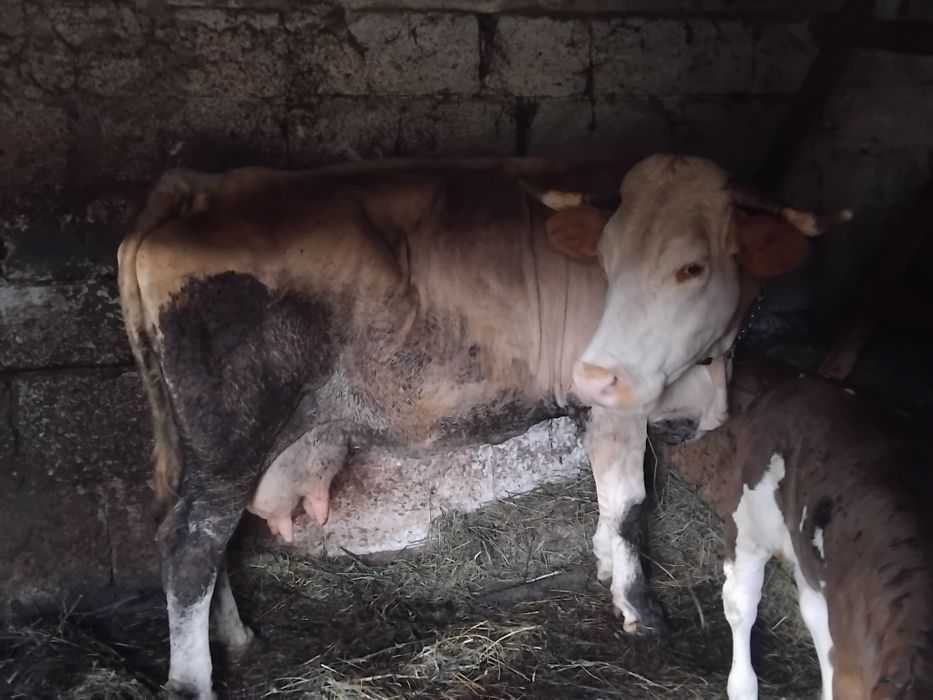 Vacă cu vitea de vânzare
