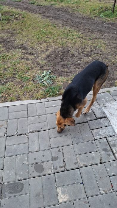 Хозяин найдись, мерзнет молодой щенок