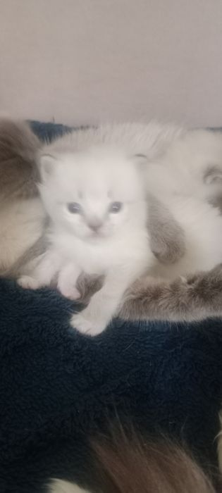 Отдам котят,два мальчика