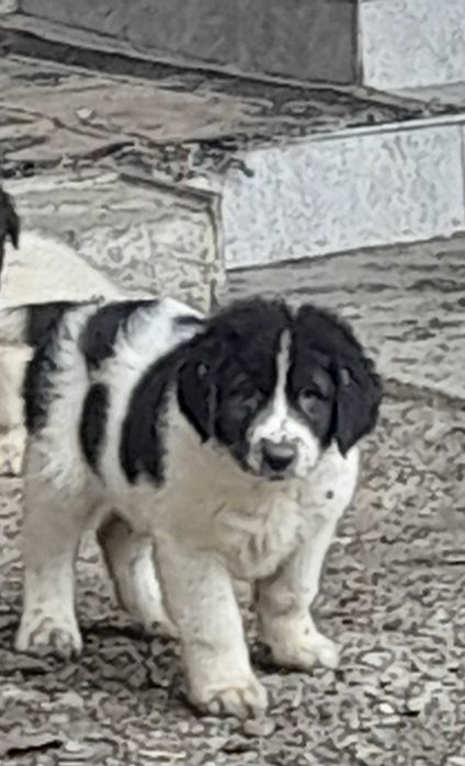 Crb disponibili ,vaccinați,  deparazitați