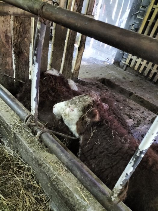 Бычки акбас ангус