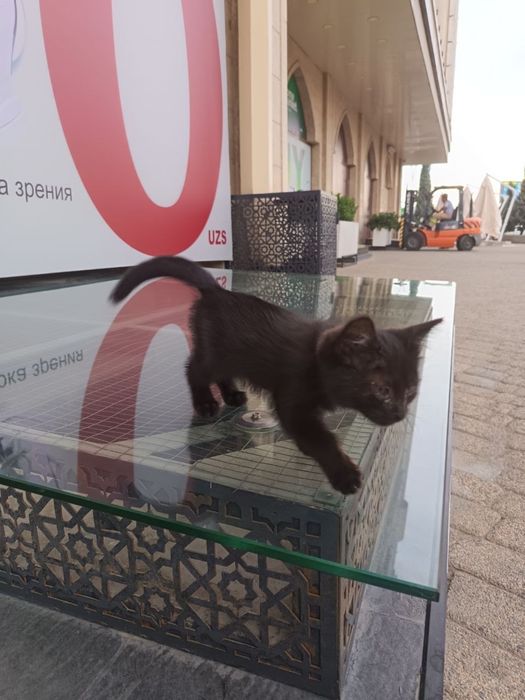 Малышка в добрые ответственные руки!