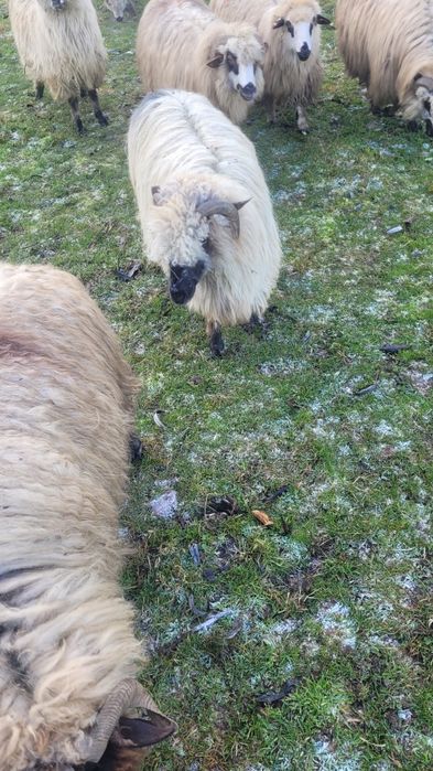 Vând trei oi mai multe detalii la telfon